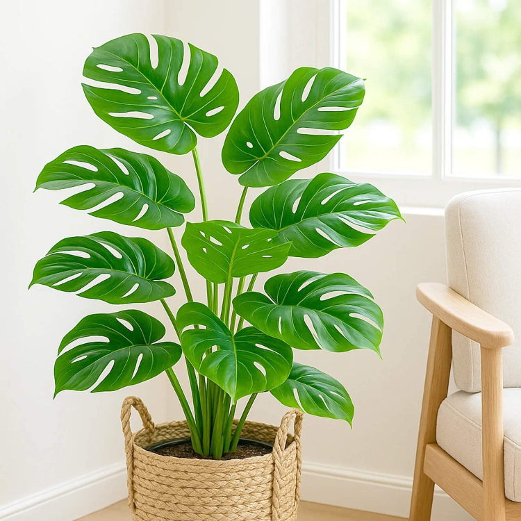 Mini Monstera Seeds