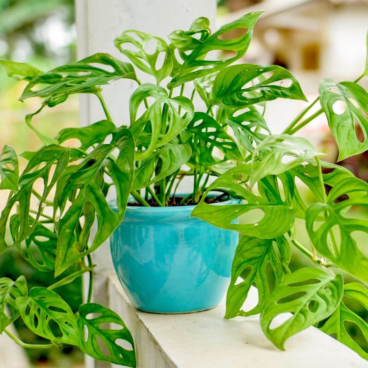 Mini Monstera Seeds