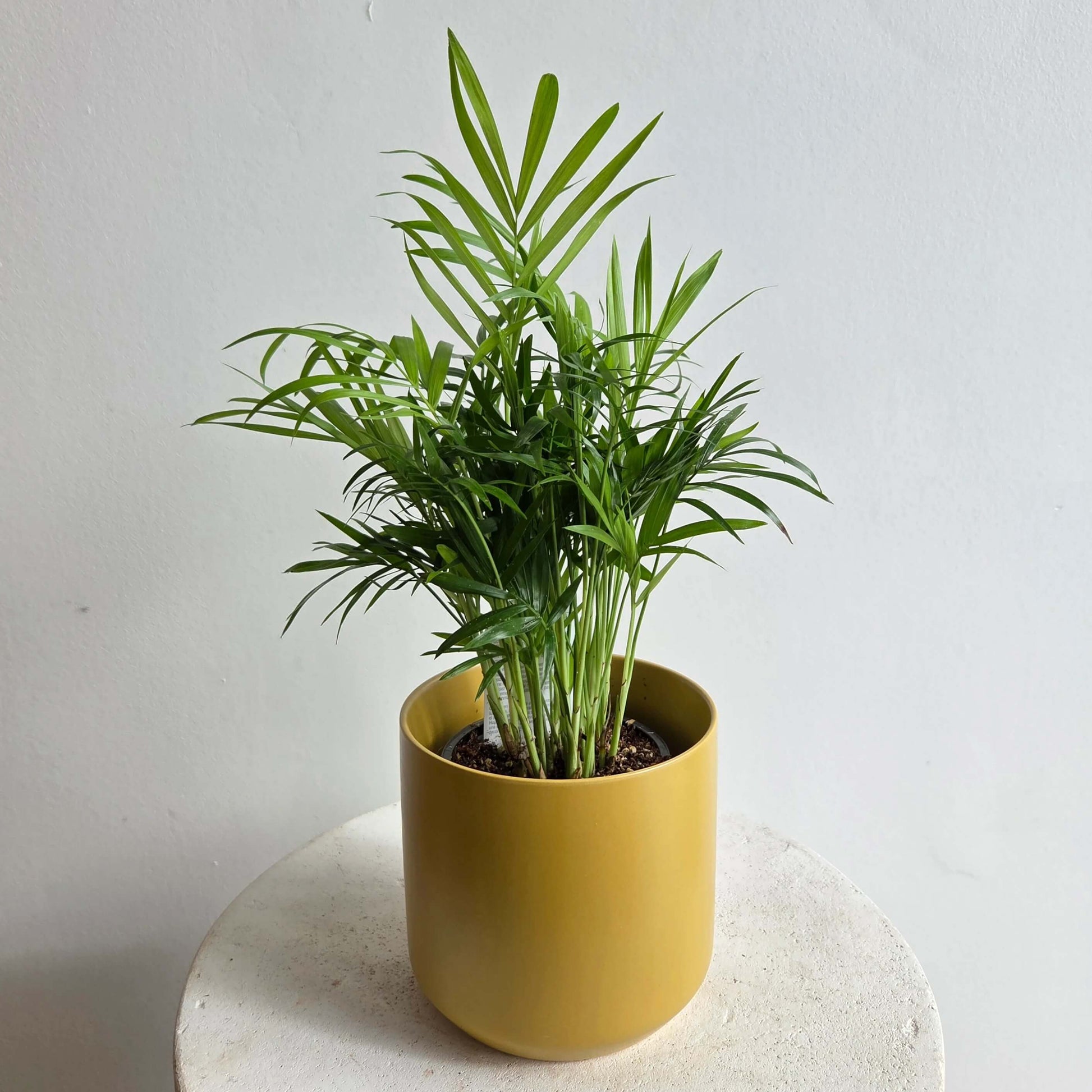Mini Palm Plant Seeds