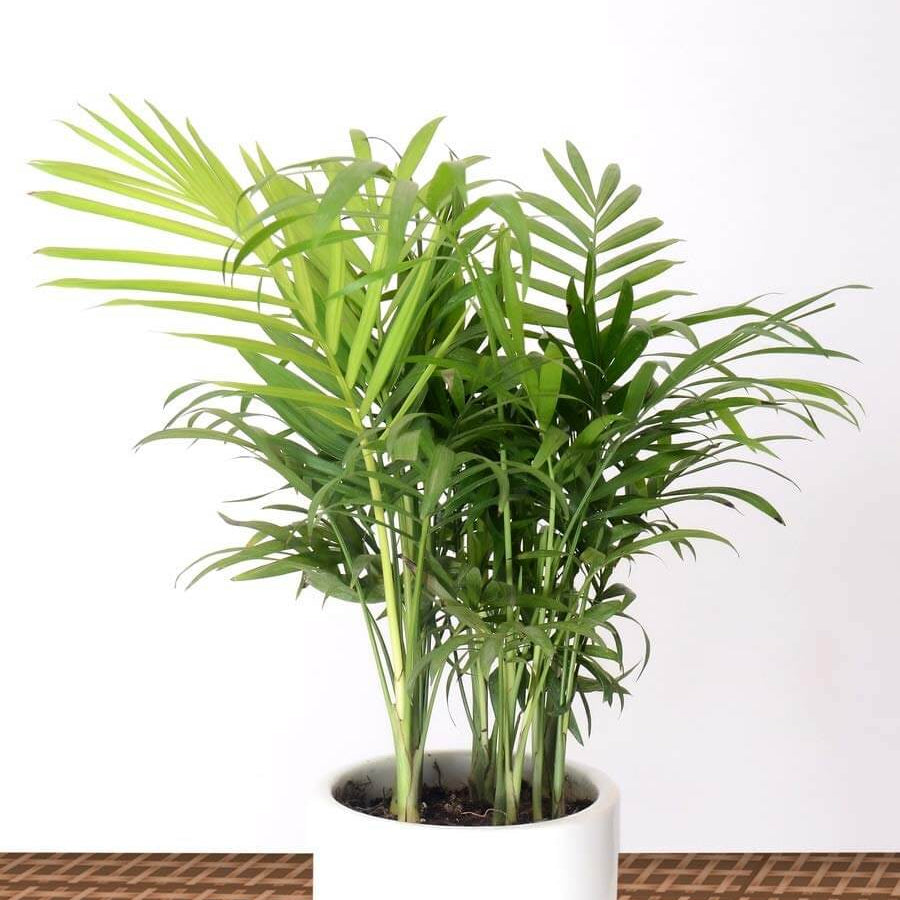 Mini Palm Plant Seeds