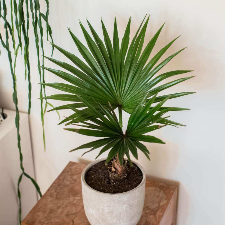 Mini Palm Plant Seeds
