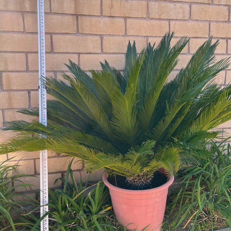 Mini Sago Palm Seeds