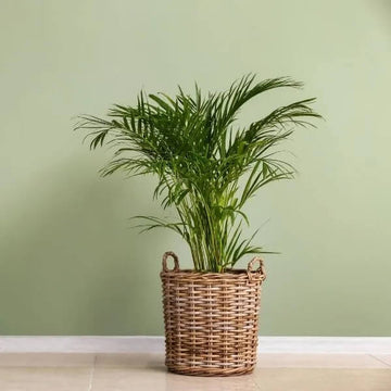 Mini Sago Palm Seeds