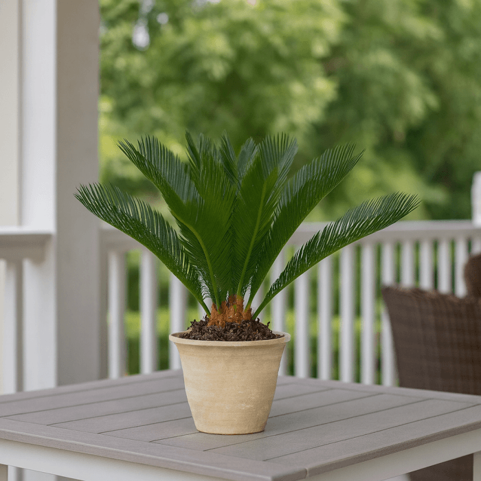 Mini Sago Palm Seeds