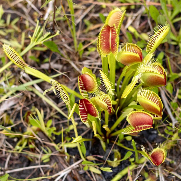 Mini Venus Flytrap Seeds - Flower Plant
