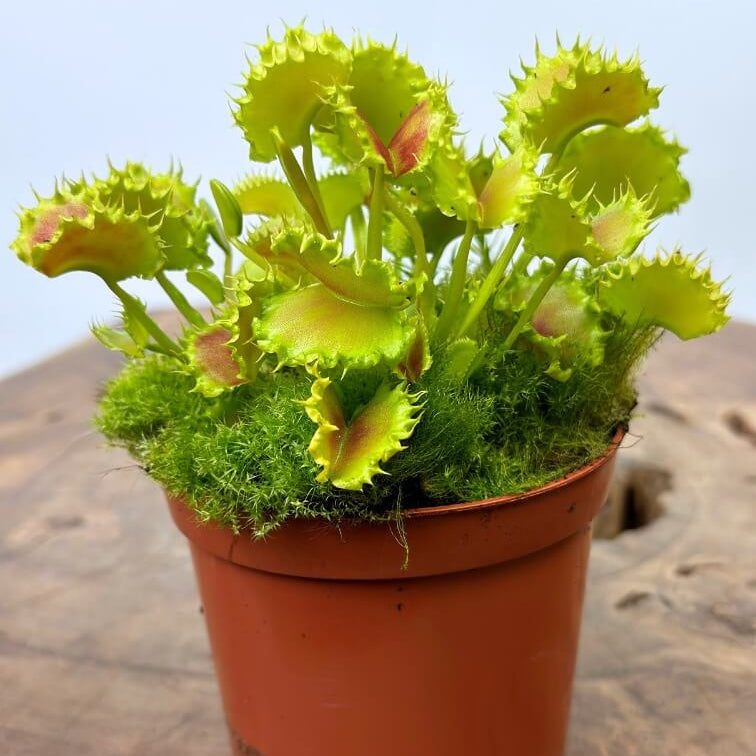 Mini Venus Flytrap Seeds - Flower Plant