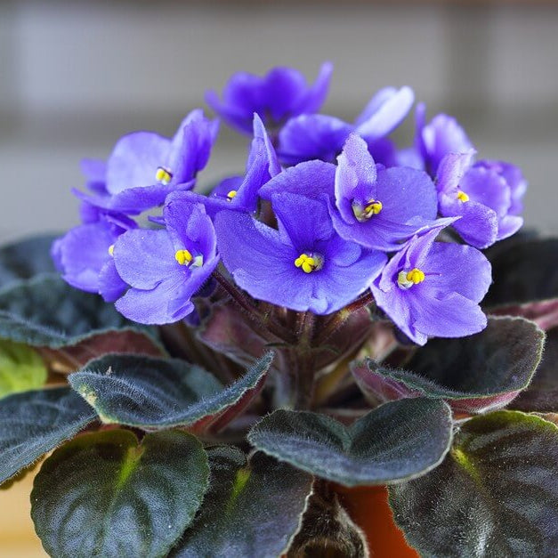 Mini Violet And African Seeds - Flower Plant