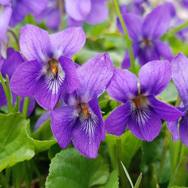 Mini Violet And African Seeds - Flower Plant