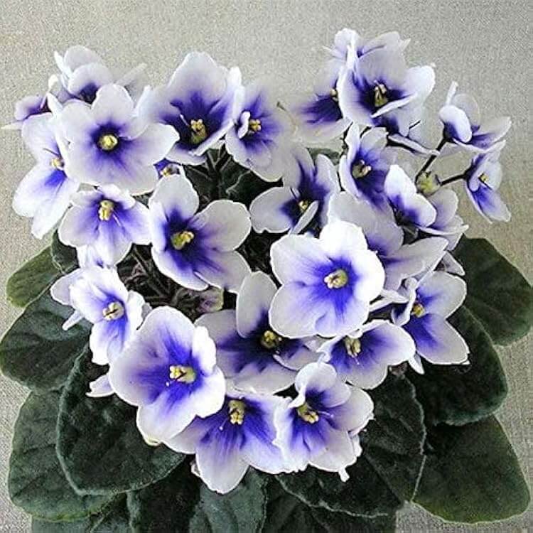 Mini Violet And African Seeds - Flower Plant
