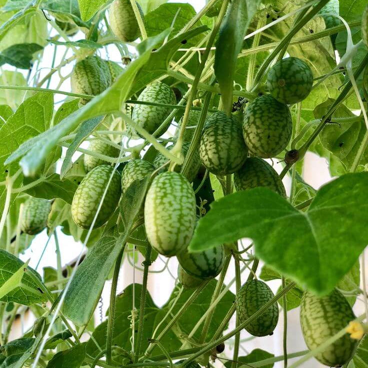 Mini Watermelon Cucumber Seeds