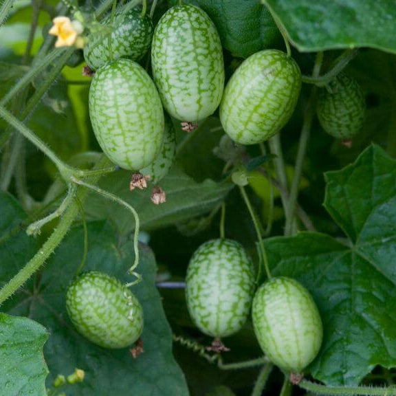 Mini Watermelon Cucumber Seeds