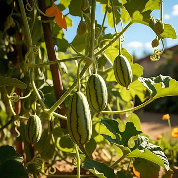 Mini Watermelon Seeds - Fruit Plant