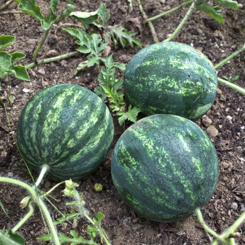 Mini Watermelon Seeds - Fruit Plant
