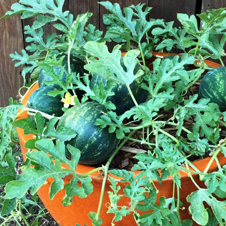 Mini Watermelon Seeds - Fruit Plant