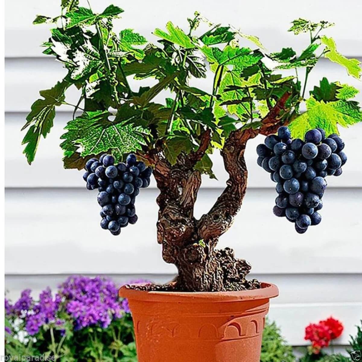 Miniature Bonsai Grape Seeds 