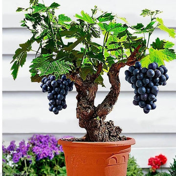 Miniature Bonsai Grape Seeds 