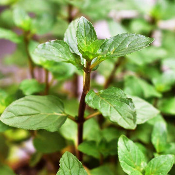Miniature Mint Plant Seeds