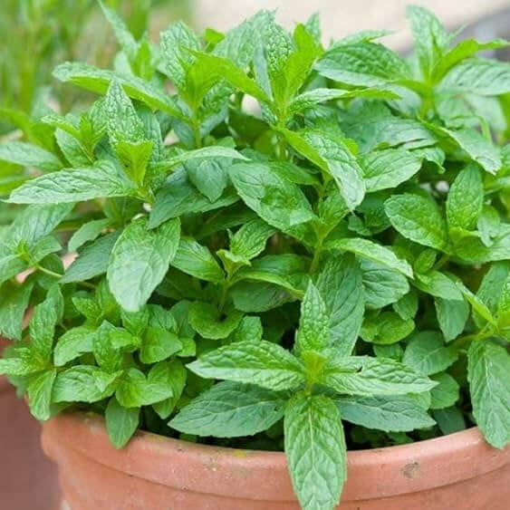 Miniature Mint Plant Seeds