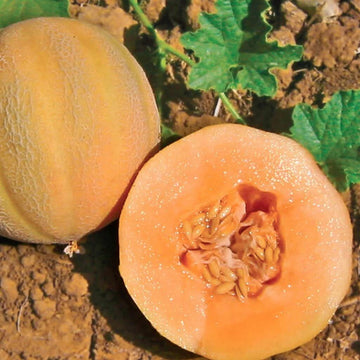 Miniature Pink Grape Seeds 