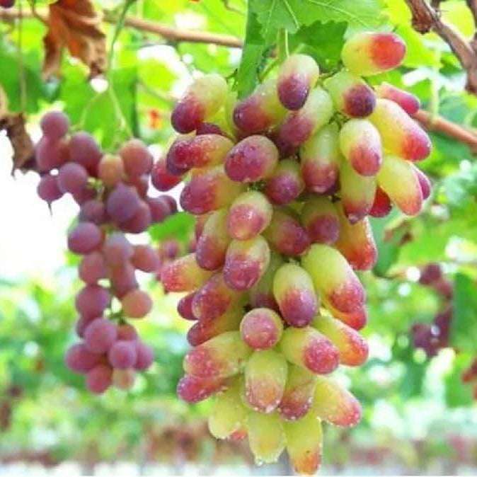 Miniature Pink Grape Seeds 