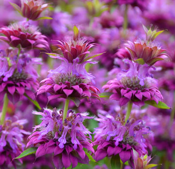 Mint Seeds – Bee Balm Lemon