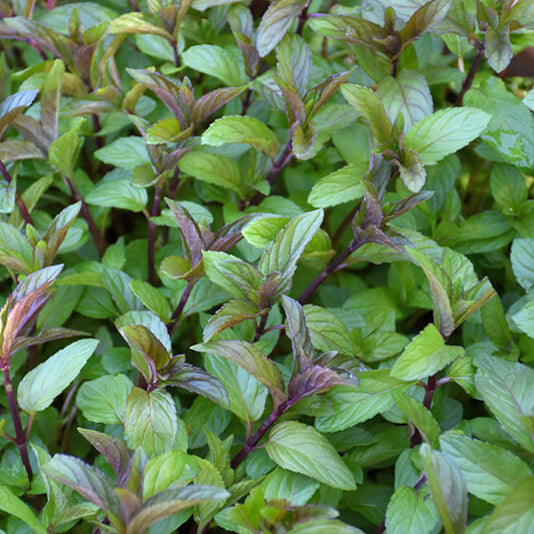 Mint Seeds – Chocolate