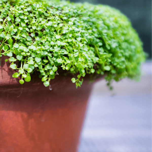 Mint Seeds – Corsican