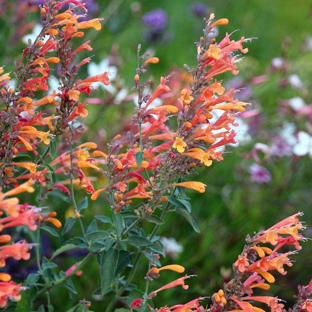 Mint Seeds – Hummingbird