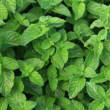Mint Seeds – Mentha spp