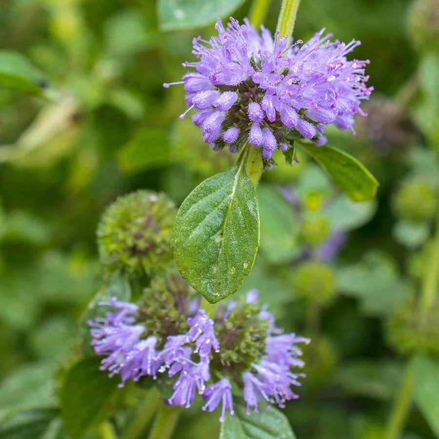 Mint Seeds – Pennyroyal 