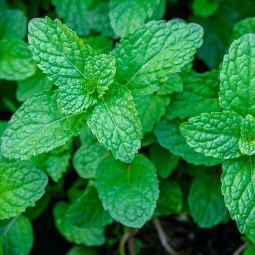 Mint Seeds – Peppermint
