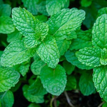 Mint Seeds – Peppermint
