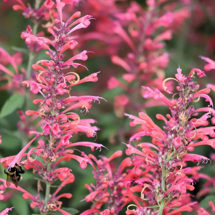 Mint Seeds – Red Heather Queen 