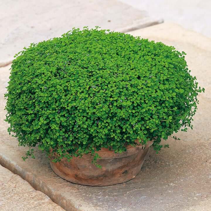 Mint Seeds – Green Mini Corsican