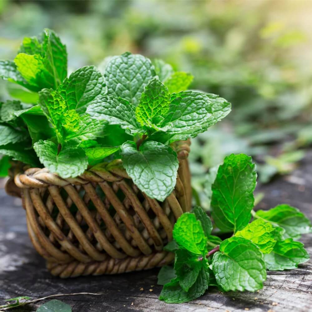 Mint Seeds – Peppermint