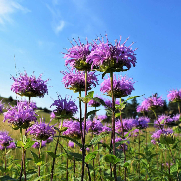 Mint Seeds – Bee Balm Mix