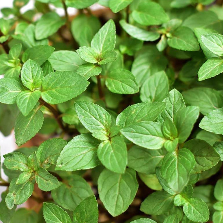 Mint Seeds – Chocolate