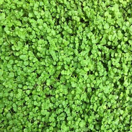 Mint Seeds – Corsican