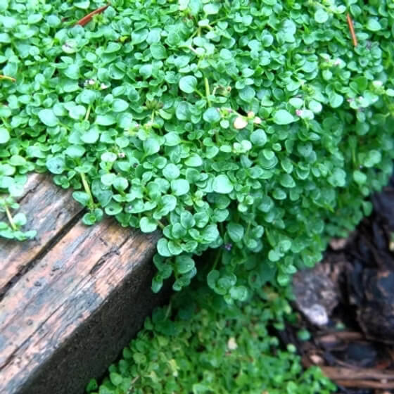 Mint Seeds – Mini Corsican