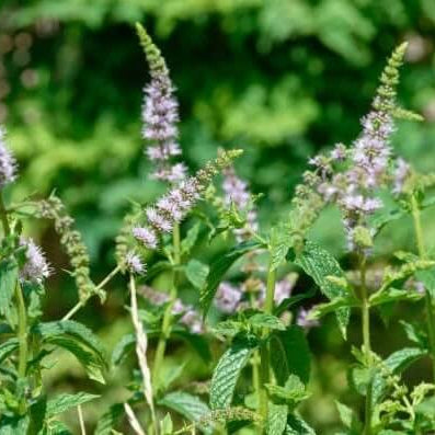 Mint Seeds – Pink United