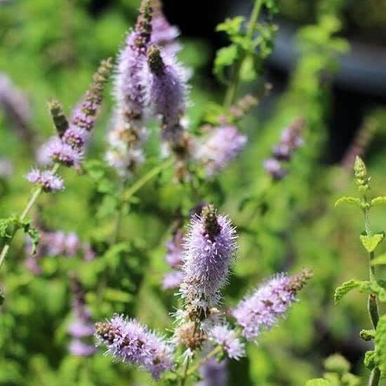 Mint Seeds – Purple