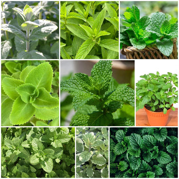 Mint Seeds - All In One For Home Gardens
