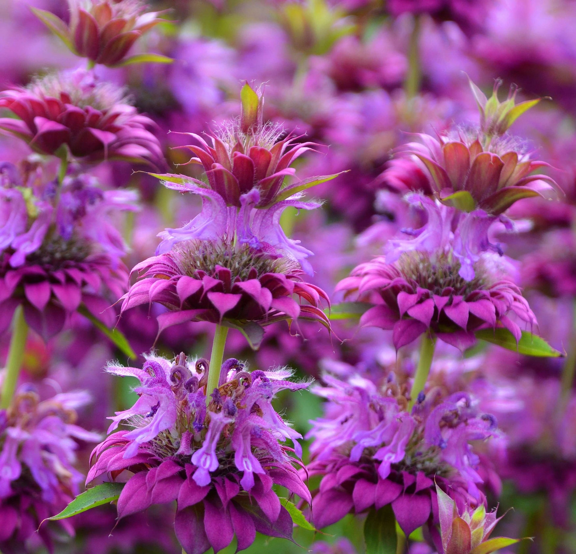 Mint Seeds – Bee Balm Mix