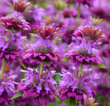 Mint Seeds – Bee Balm Mix