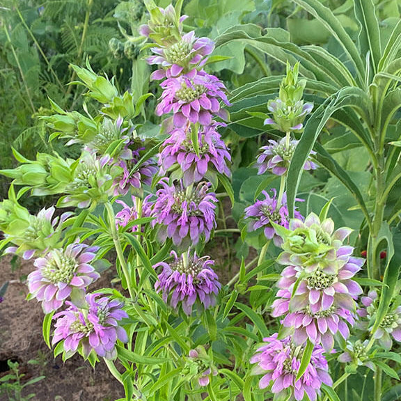 Mint Seeds – Lemon 