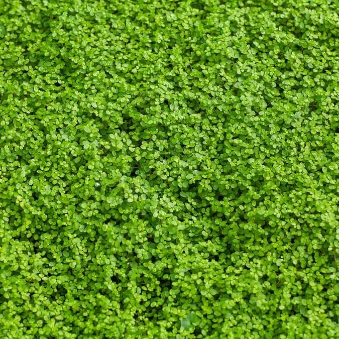 Mint Seeds – Mini Corsican