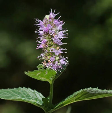 Mint Seeds – Pink United