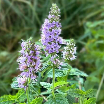 Mint Seeds – Purple