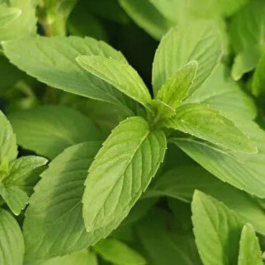 Mint Seeds – Vietnamese