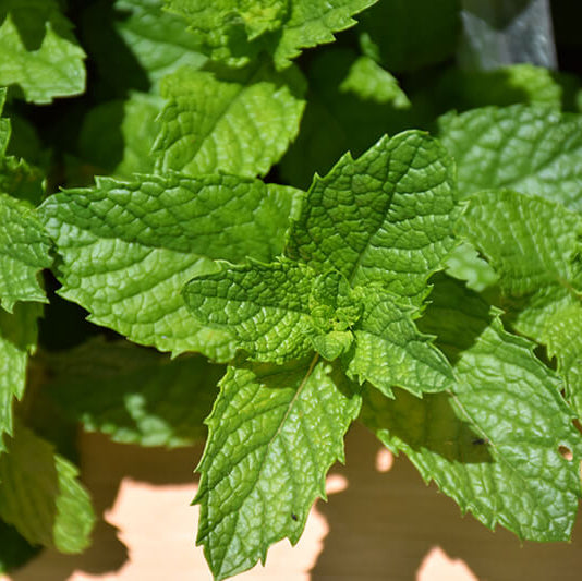 Mint Seeds – Mojito